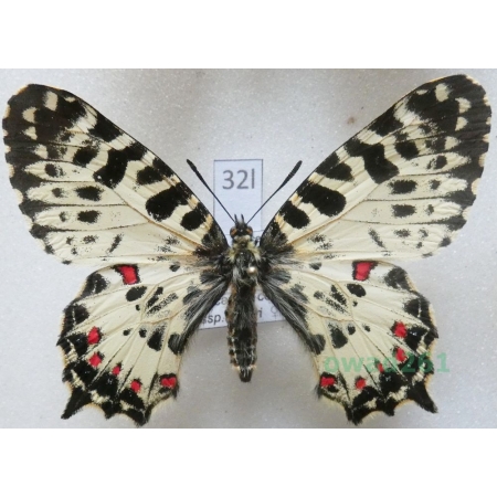Allancastria cerisyi huberi Sala & Bollino, 1994 female Greece32l